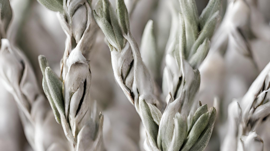 Purifying Rituals: Native White Sage Smudge, Sacred Tradition and Cleansing Ceremony.